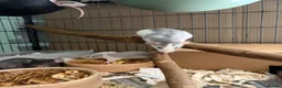 Rat rodents for sale: BEAUTIFUL BABY TAME RATS  - Advert 4