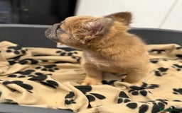French Bulldog dogs for sale: Visual fluffy French bulldog puppies! - Image 9