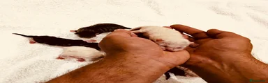 Mixed Breed 4