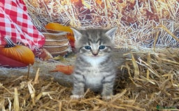 Mixed Breed cats for sale: Ragdoll x Bengal Exquisite Unique kittens - Image 1