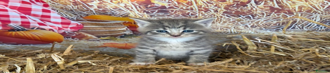 Mixed Breed Kitten 1