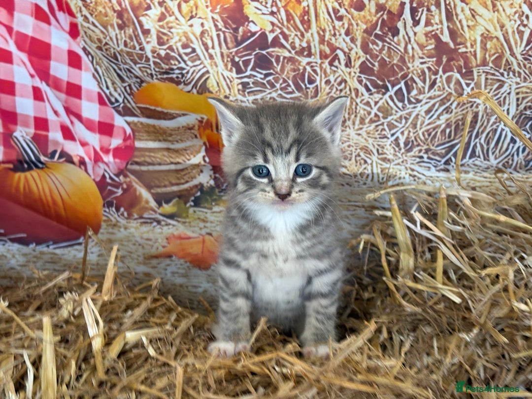 Mixed Breed cats for sale: Ragdoll x Bengal Exquisite Unique kittens - Image 1