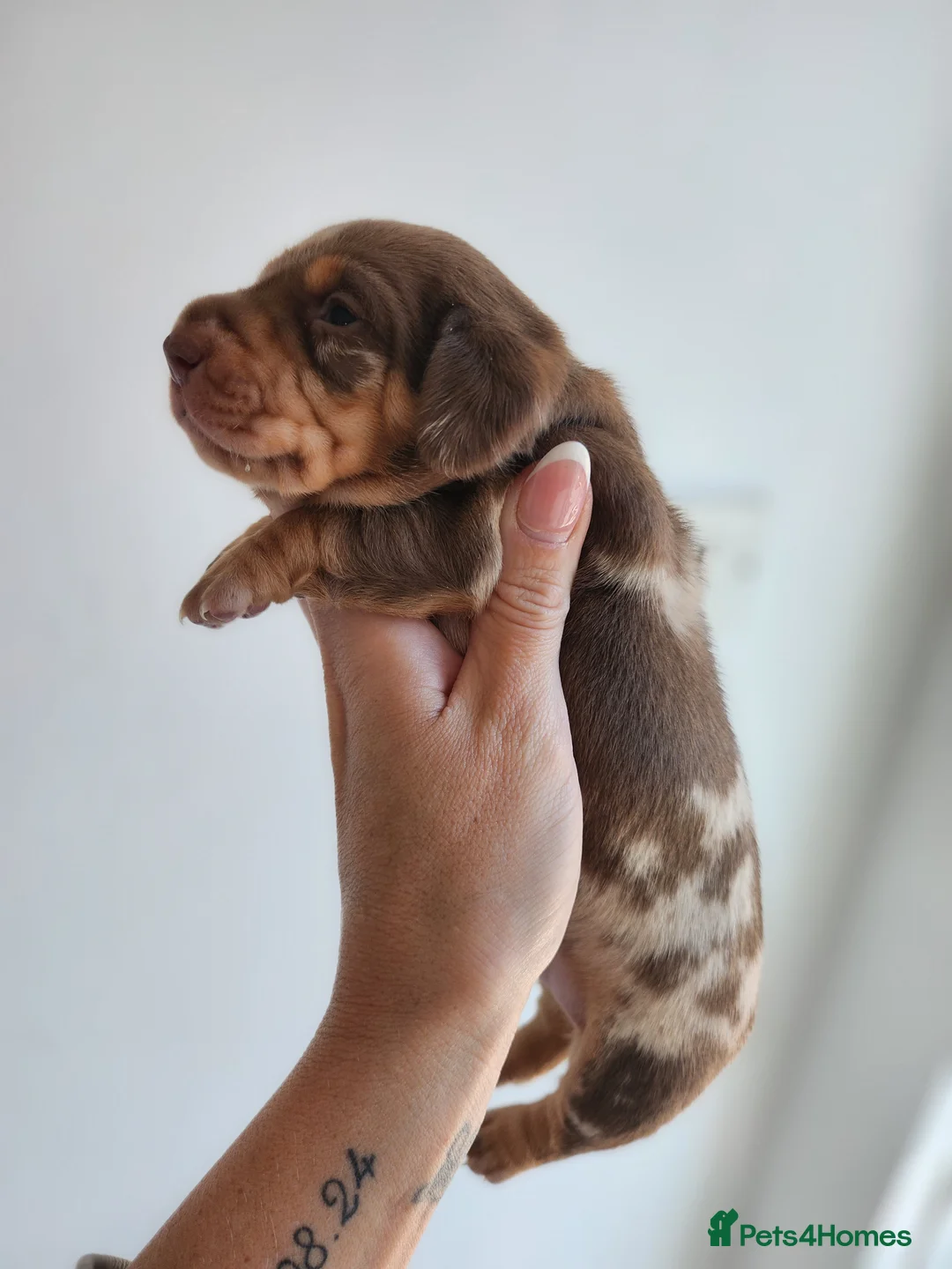Miniature Dachshund dogs for sale: Beautiful miniature Daschunds for sale  - Advert 17