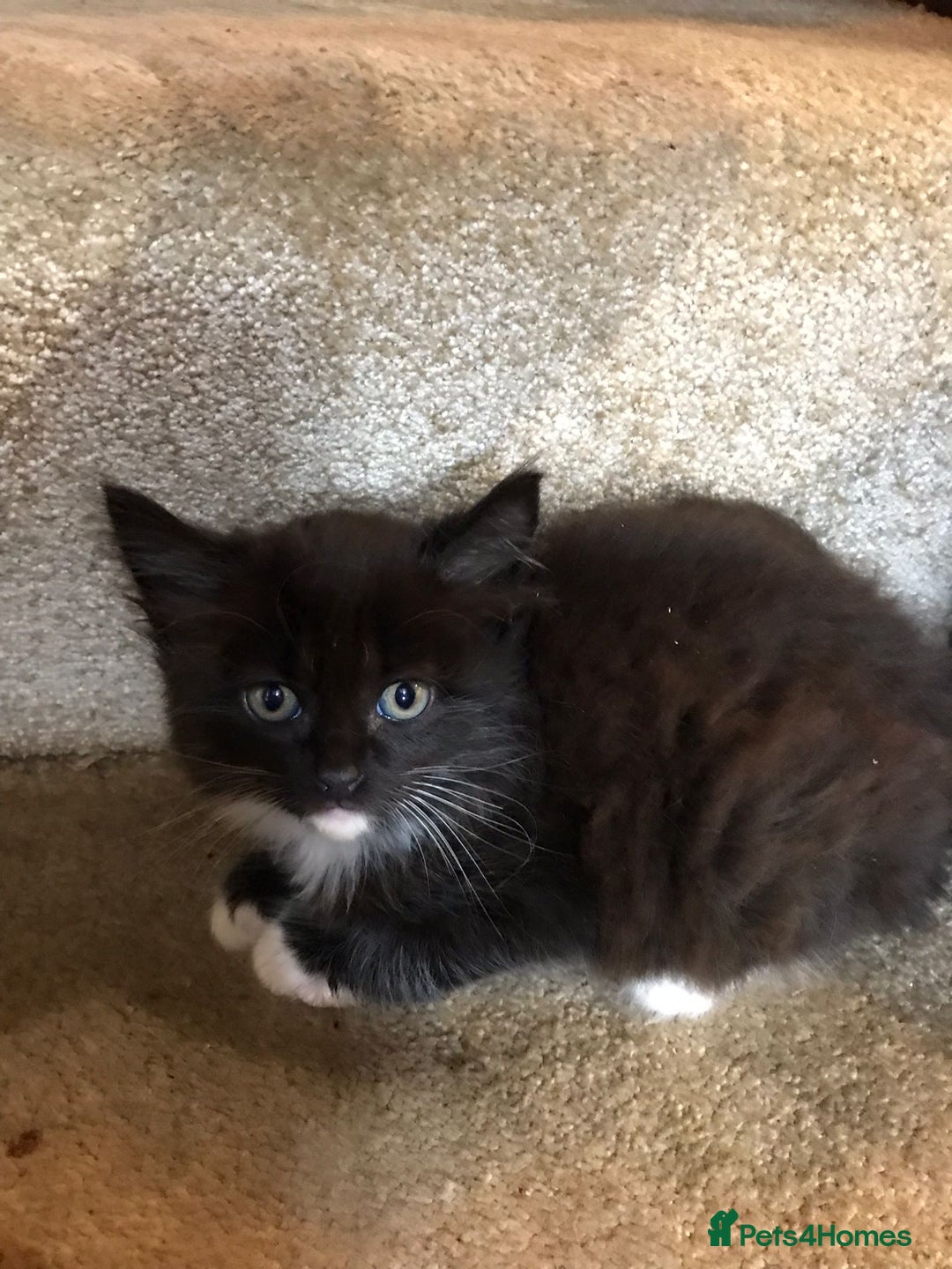 Ragdoll cats for sale: Ragdoll x Selkirk Rex kittens  - Image 5