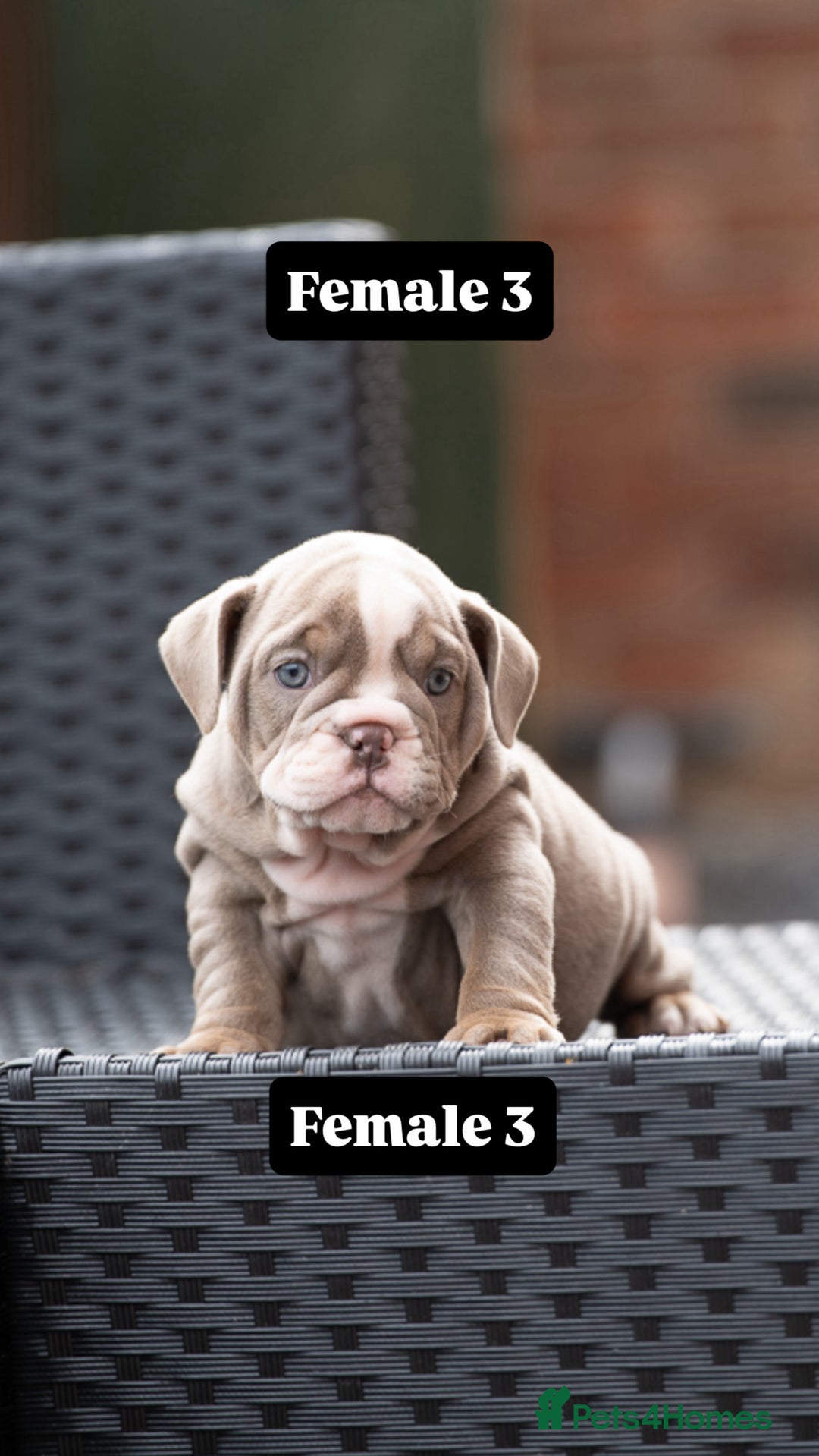 English Bulldog dogs for sale: English bulldog pups for sale  - Image 18