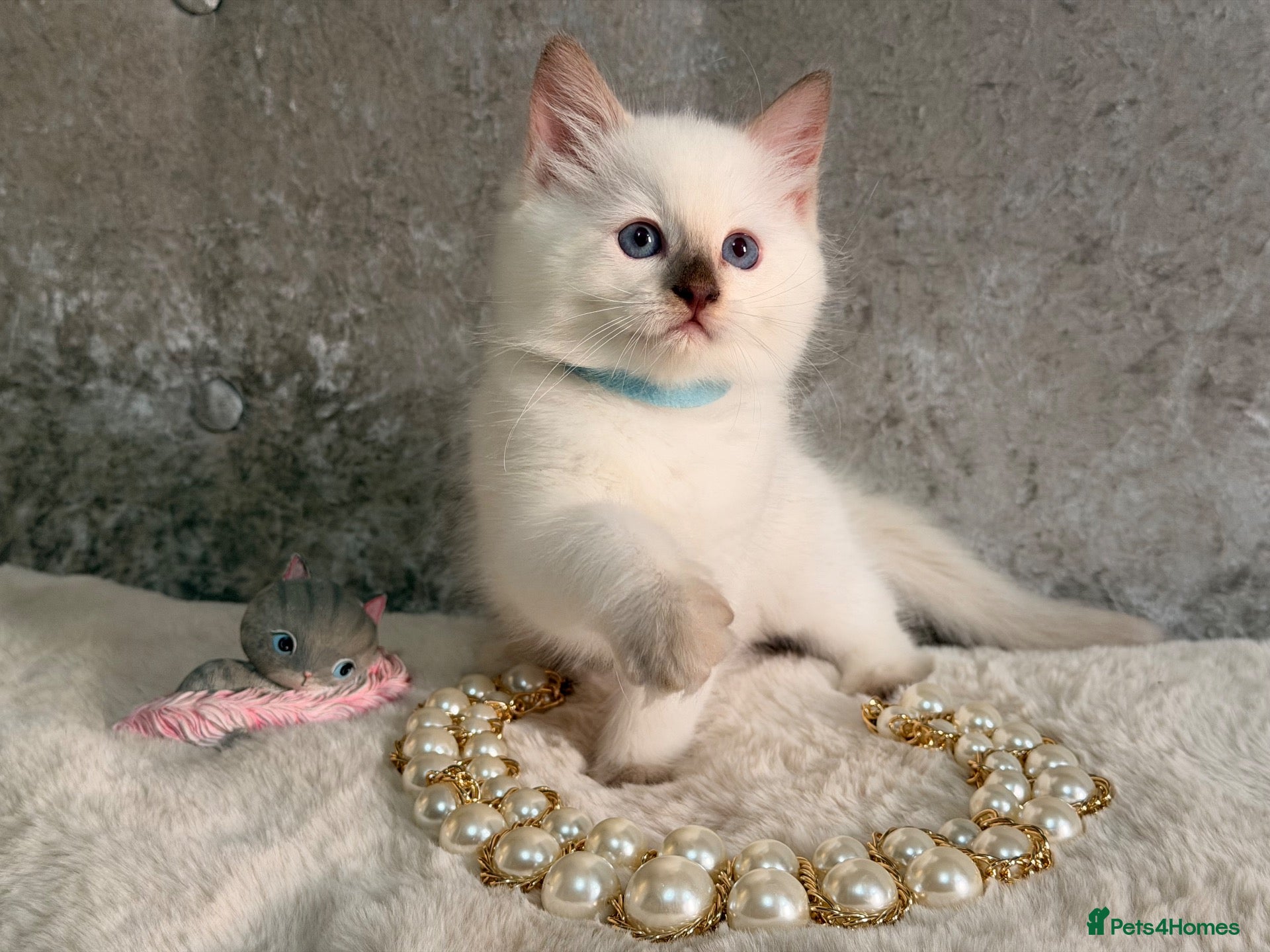 Ragdoll cats Stunning 🌟 Ragdoll Kittens 🌟  - Advert 1