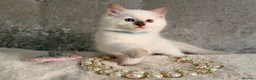 Ragdoll cats for sale: Stunning 🌟 Ragdoll Kittens 🌟  - Advert 5