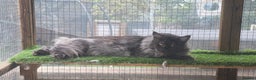 Maine Coon cats for sale: XXL MAINECOON MALE KITTENS  - Advert 4