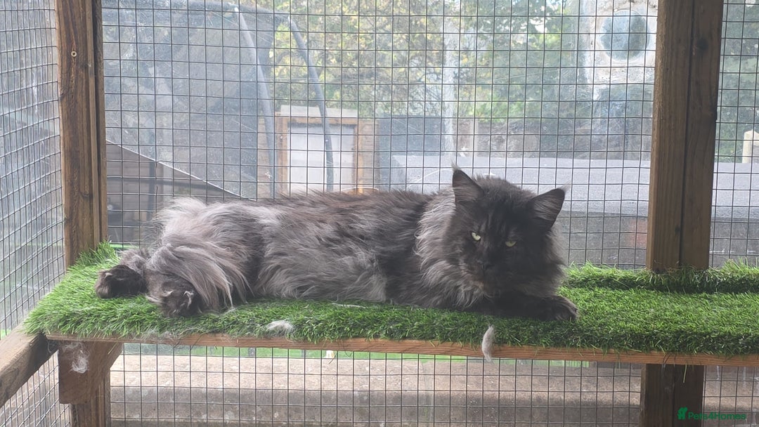 Maine Coon cats for sale: XXL MAINECOON MALE KITTENS  - Advert 4