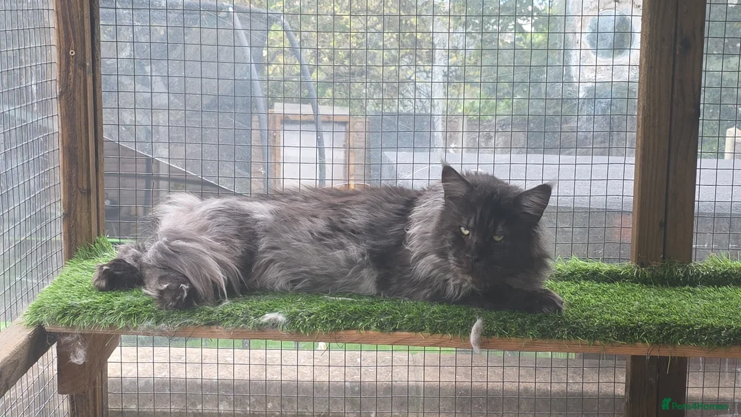 Maine Coon cats for sale: XXL MAINECOON MALE KITTENS  - Advert 14