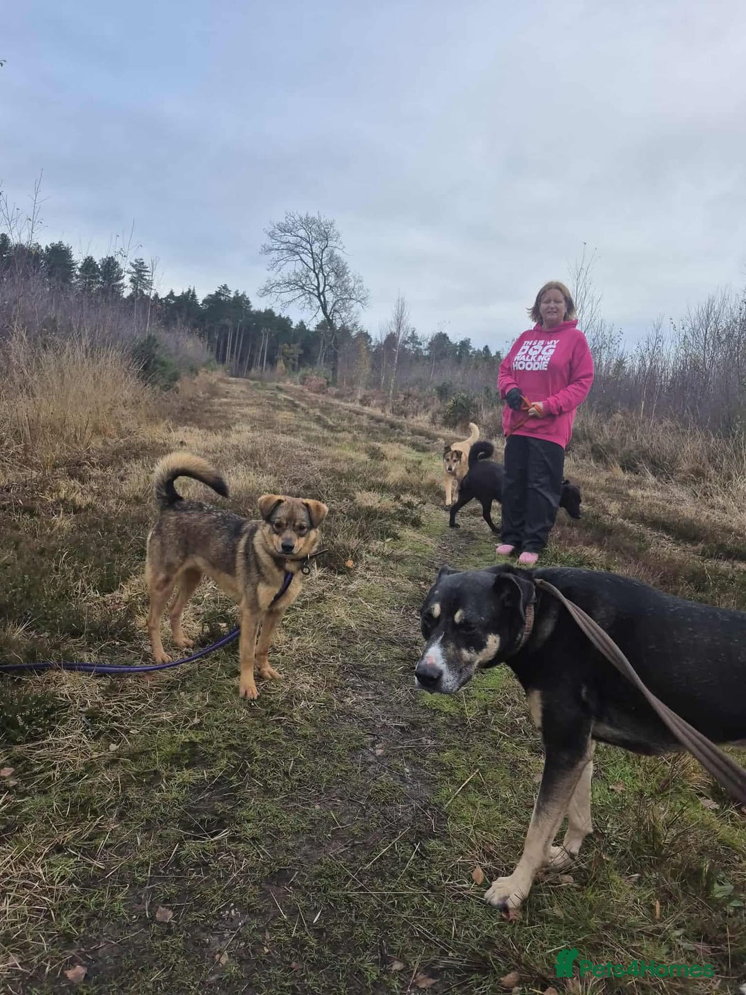 Mixed Breed dogs for adoption: Ralph - Norwich Norfolk  - Advert 8