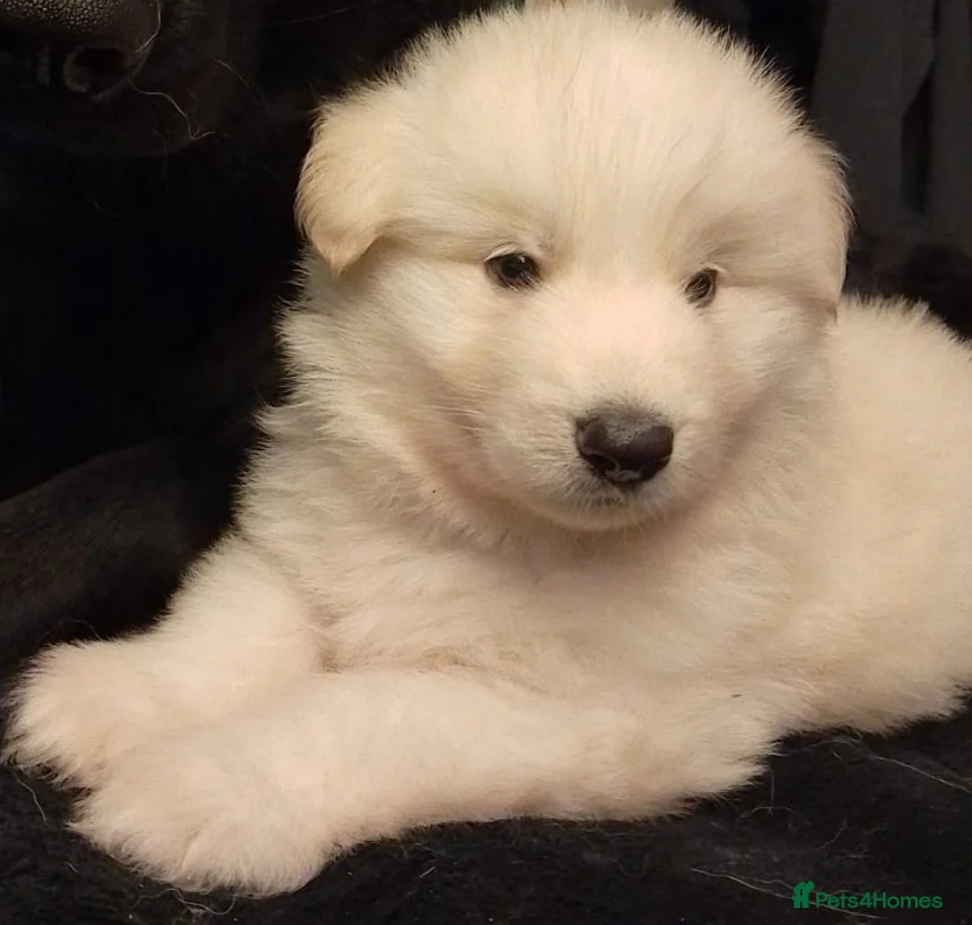 German Shepherd dogs for sale: White long coat straight back German Shepherd pups - Advert 17