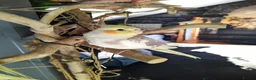 Cockatiels birds for sale: Hand tamed cockatiels parakeets DNA sexed male  - Advert 4