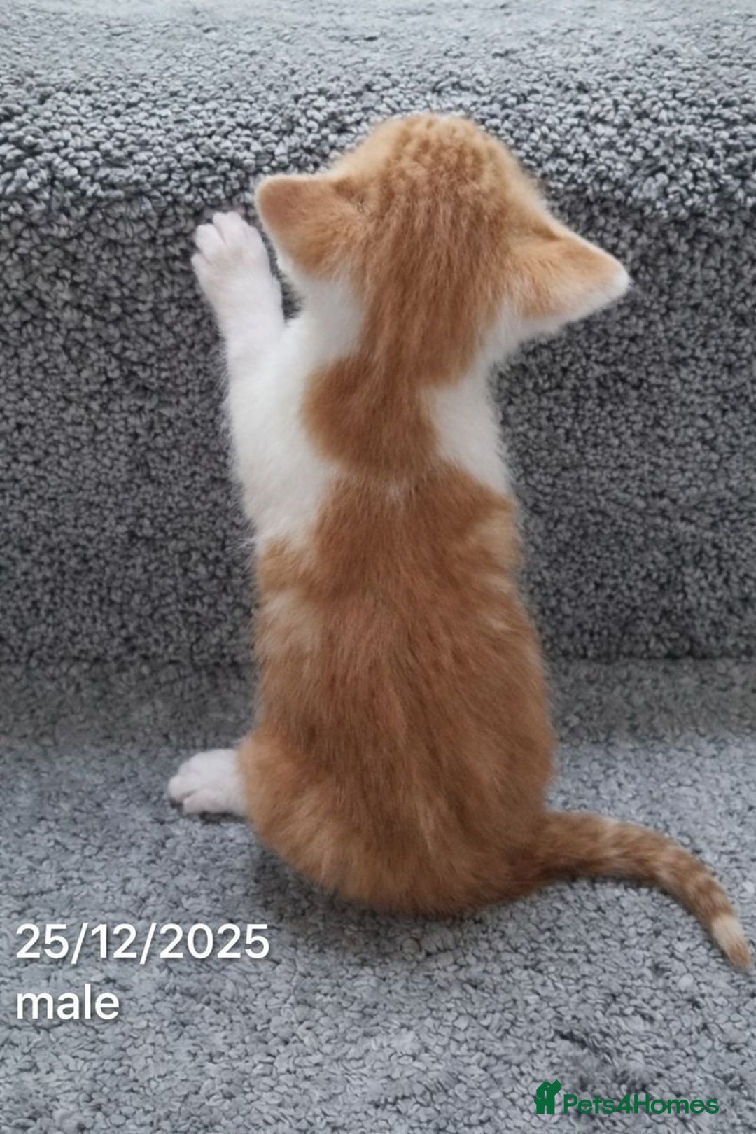 Mixed Breed cats for sale: Beautiful Kittens for Sale – 3 Females & 3 Males - Advert 11