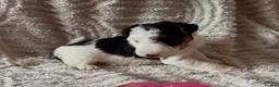 Fox Terrier dogs for sale: Kc wire fox terriers - Advert 10