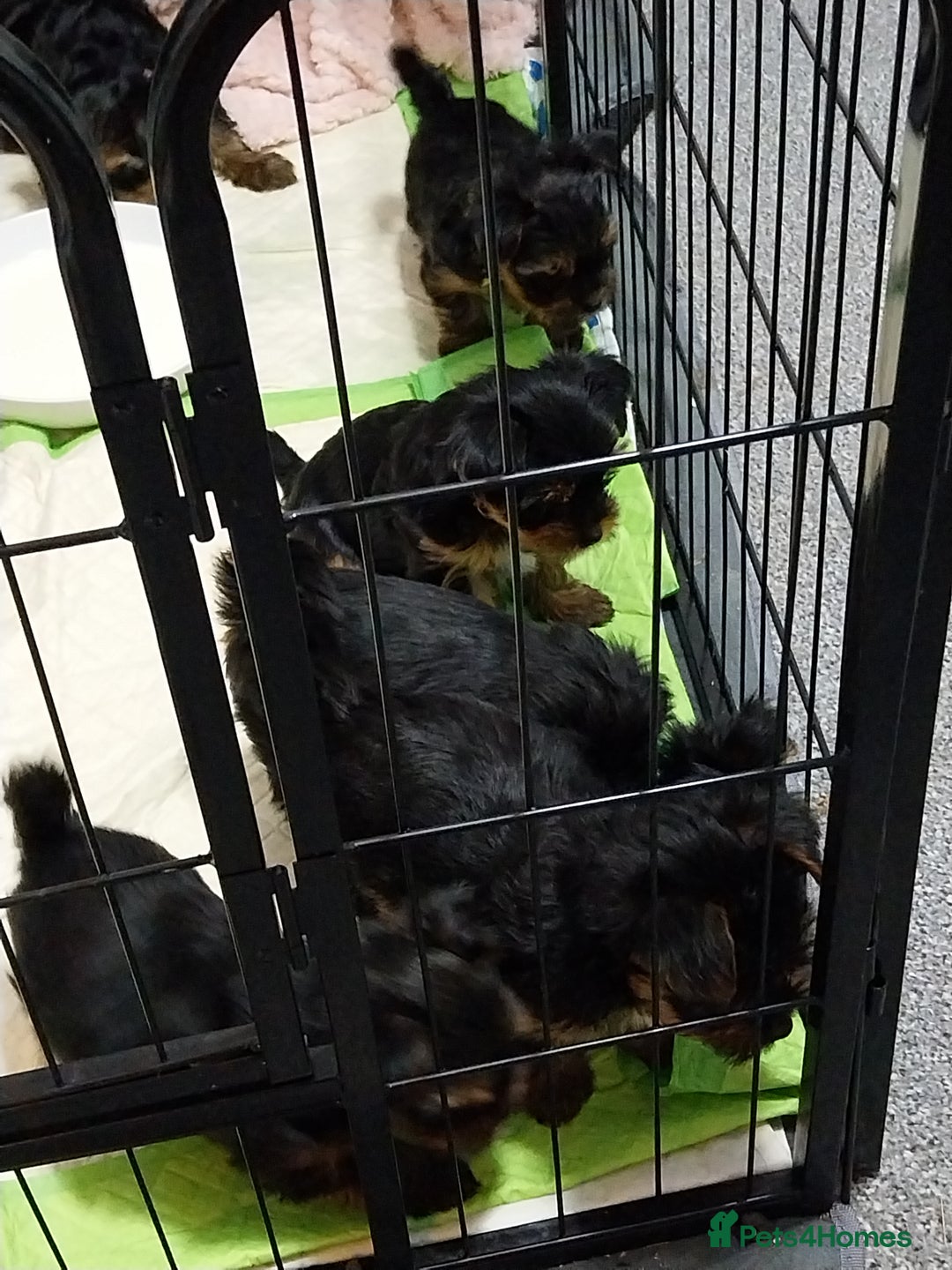 Yorkshire Terrier dogs for sale: Miniature Yorkshire Terrier Puppies  - Advert 22