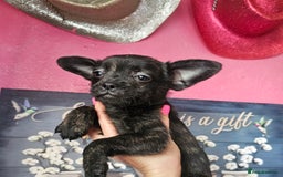 French Bulldog dogs for sale: Beautiful French Bulldogs  - Image 17