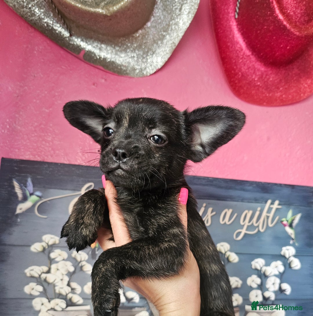 French Bulldog dogs for sale: Beautiful French Bulldogs  - Image 17