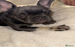 French Bulldog dogs for sale: KC REG FRENCH BULLDOG PUPPY - Image 7