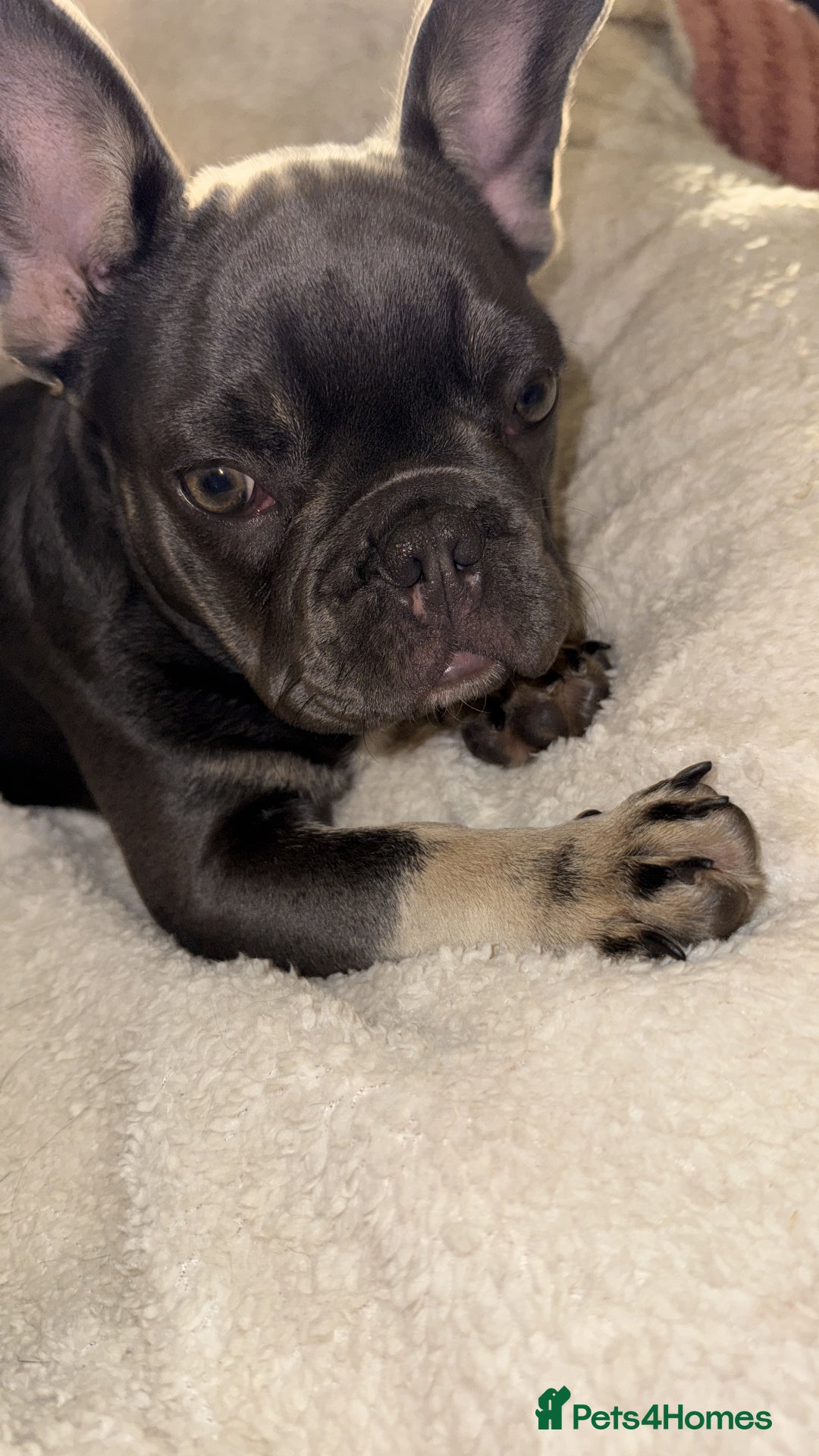 French Bulldog dogs for sale: KC REG FRENCH BULLDOG PUPPY - Image 7