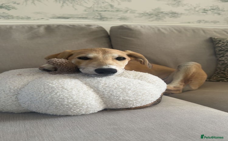 Lurcher dogs - Advert 1
