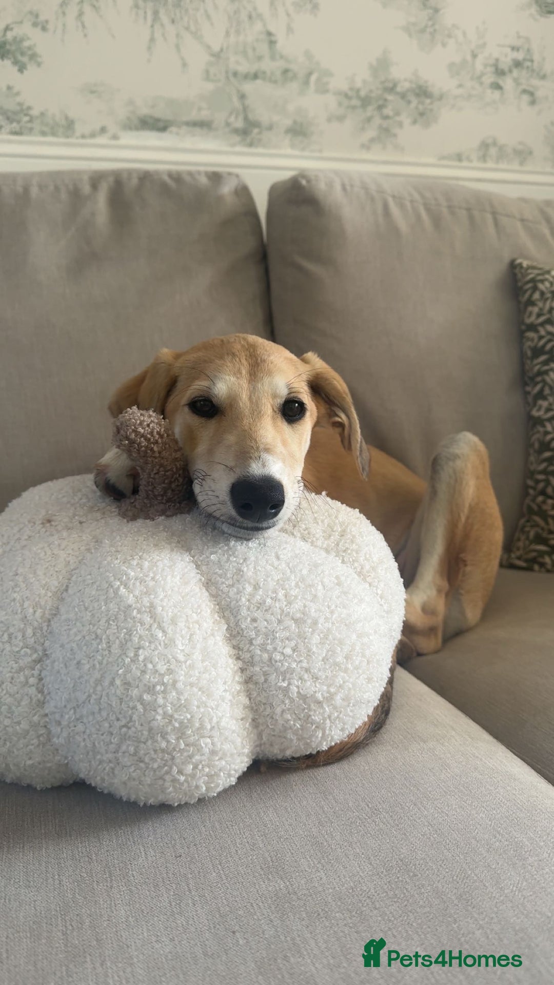 Lurcher dogs for sale: Lurcher girl  - Image 1