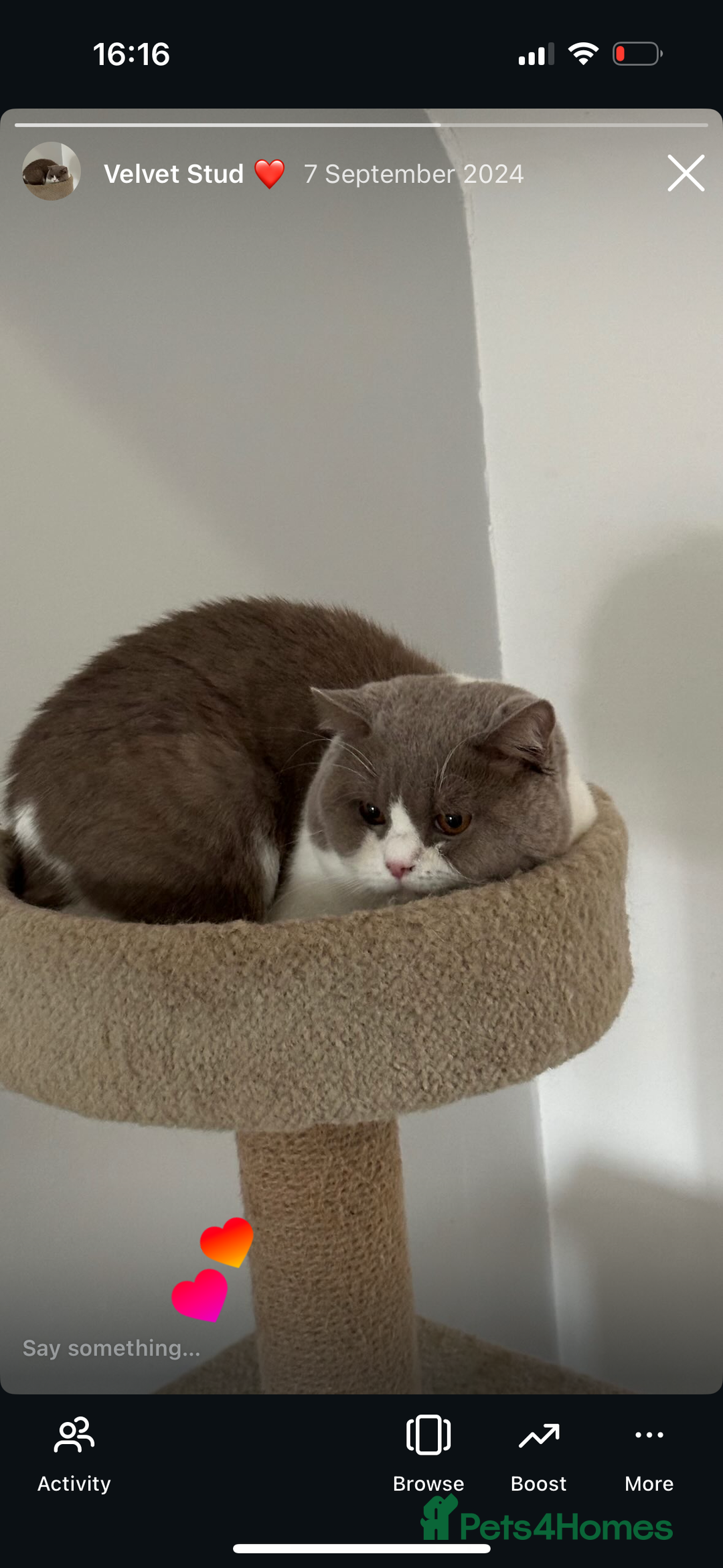 British Longhair cats for sale: Red and white British Long Hair Male  - Image 2
