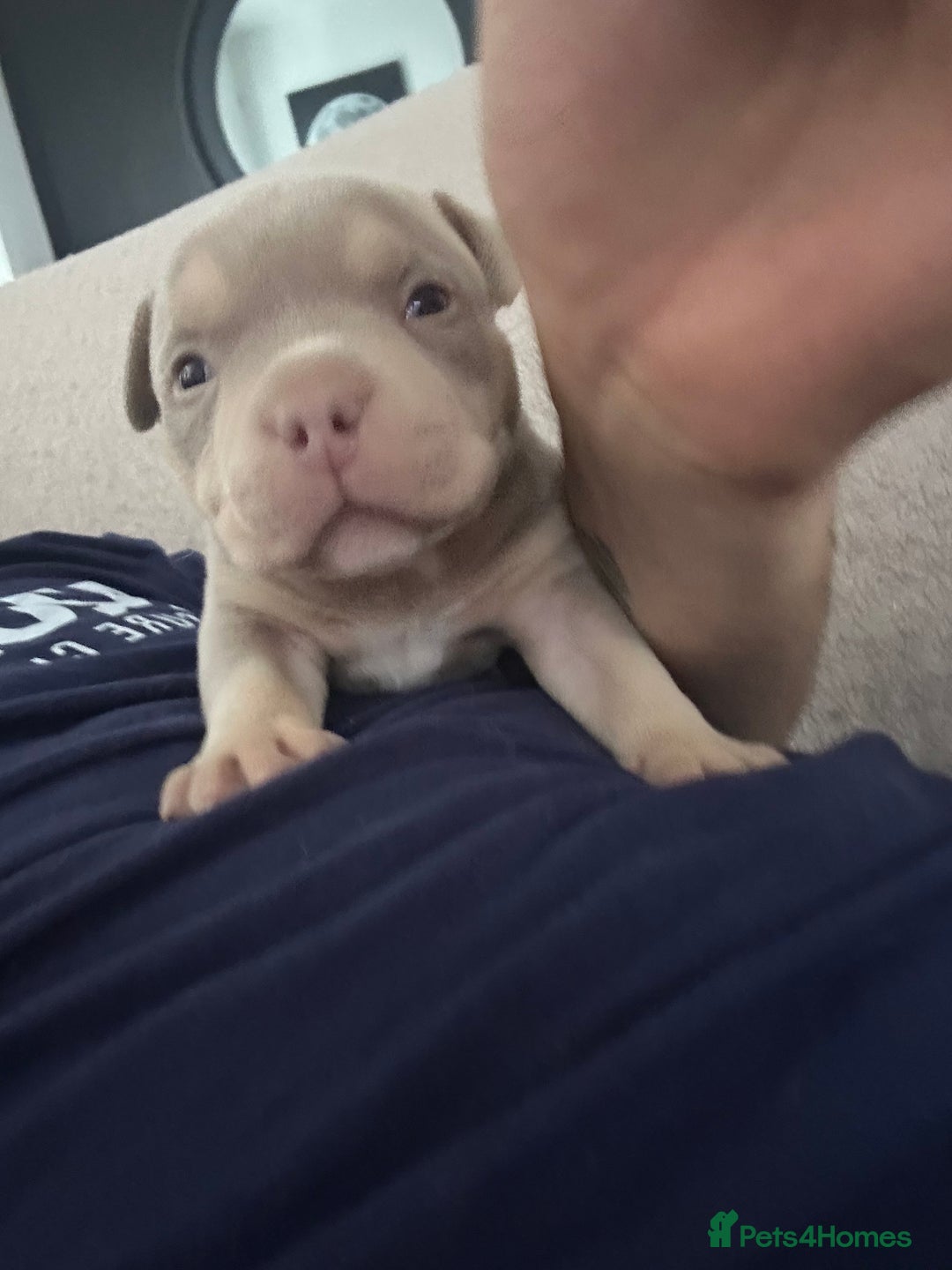 American Bully dogs for sale: REBULA X MC MERLIN POCKET BULLYS PUPS - Image 3
