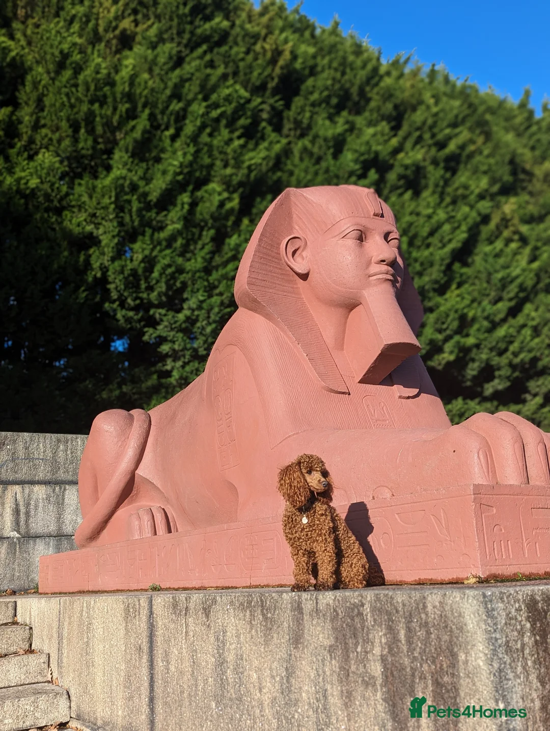 Toy Poodle dogs for stud: Stunning KC poodle stud in Reading - Advert 6