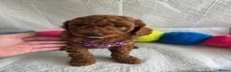 Irish Doodle dogs for sale: 👑Finest Quality Deepest Red Irish Doodles👑 - Advert 7