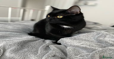 Domestic Shorthair cats Two boys need loving home - Advert 16