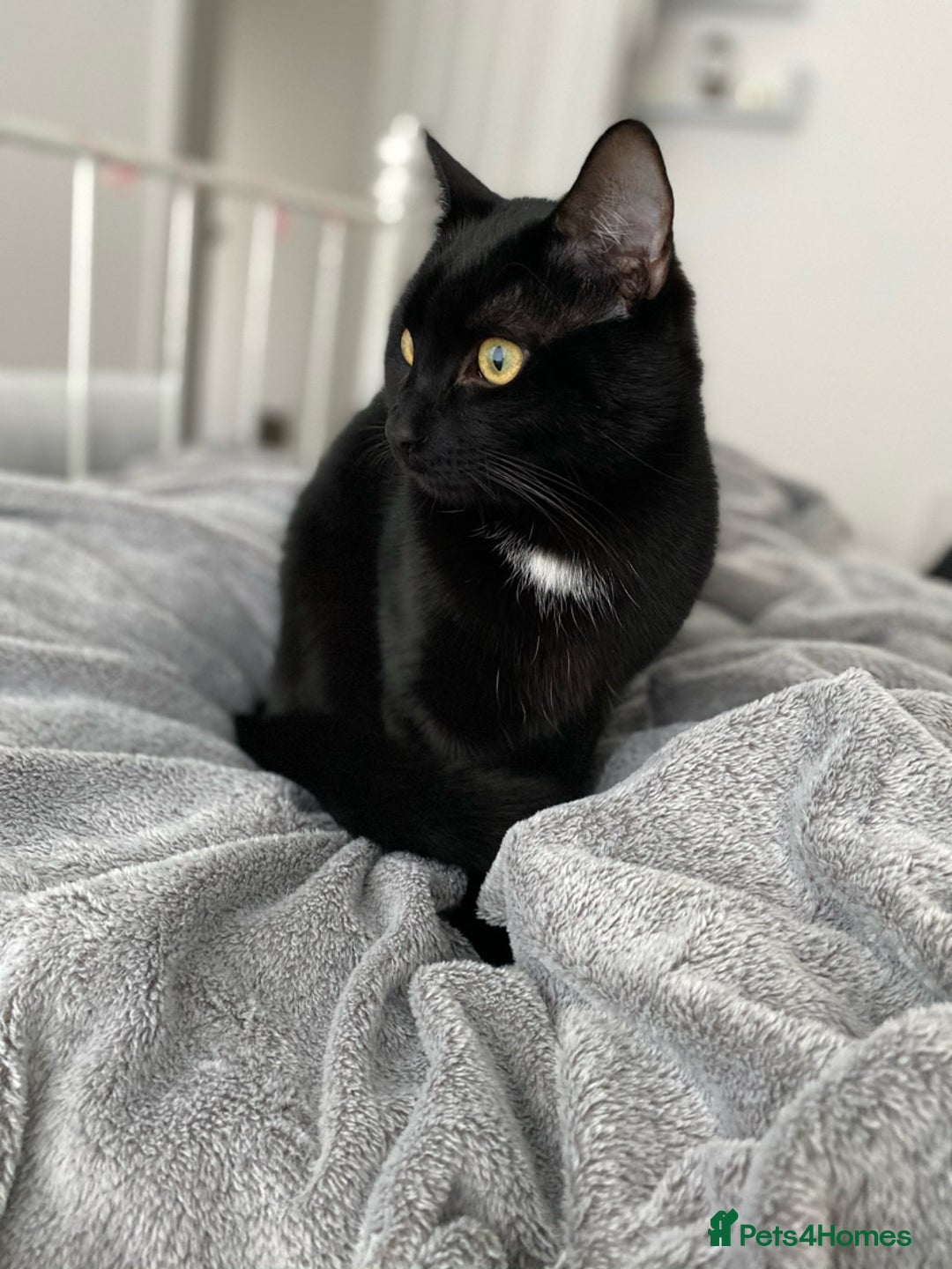 Domestic Shorthair cats for sale: Inseparable Duo need loving home - Image 3