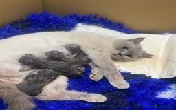 British Shorthair cats for sale: Stunning fluffy British short haired kittens  - Image 17