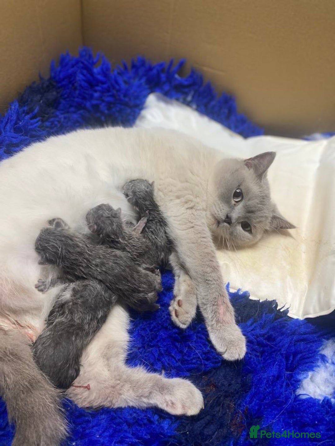 British Shorthair cats for sale: Stunning fluffy British short haired kittens  - Image 17