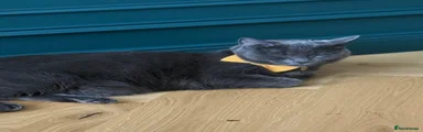 Russian Blue 1