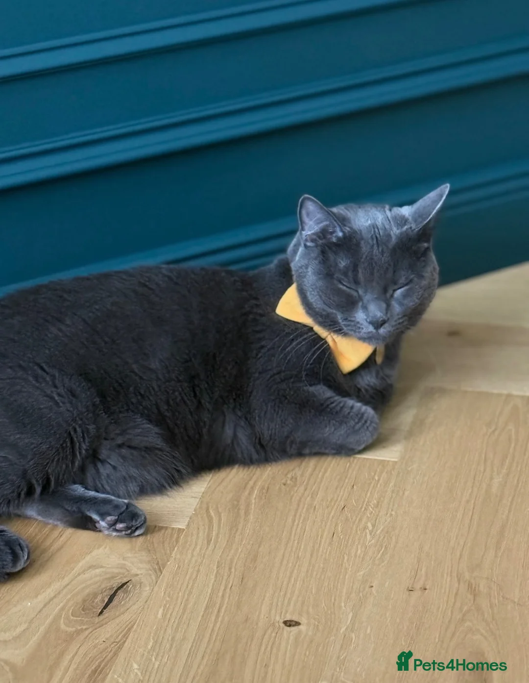 Russian Blue cats for sale: Rehoming russian blue female - Advert 2