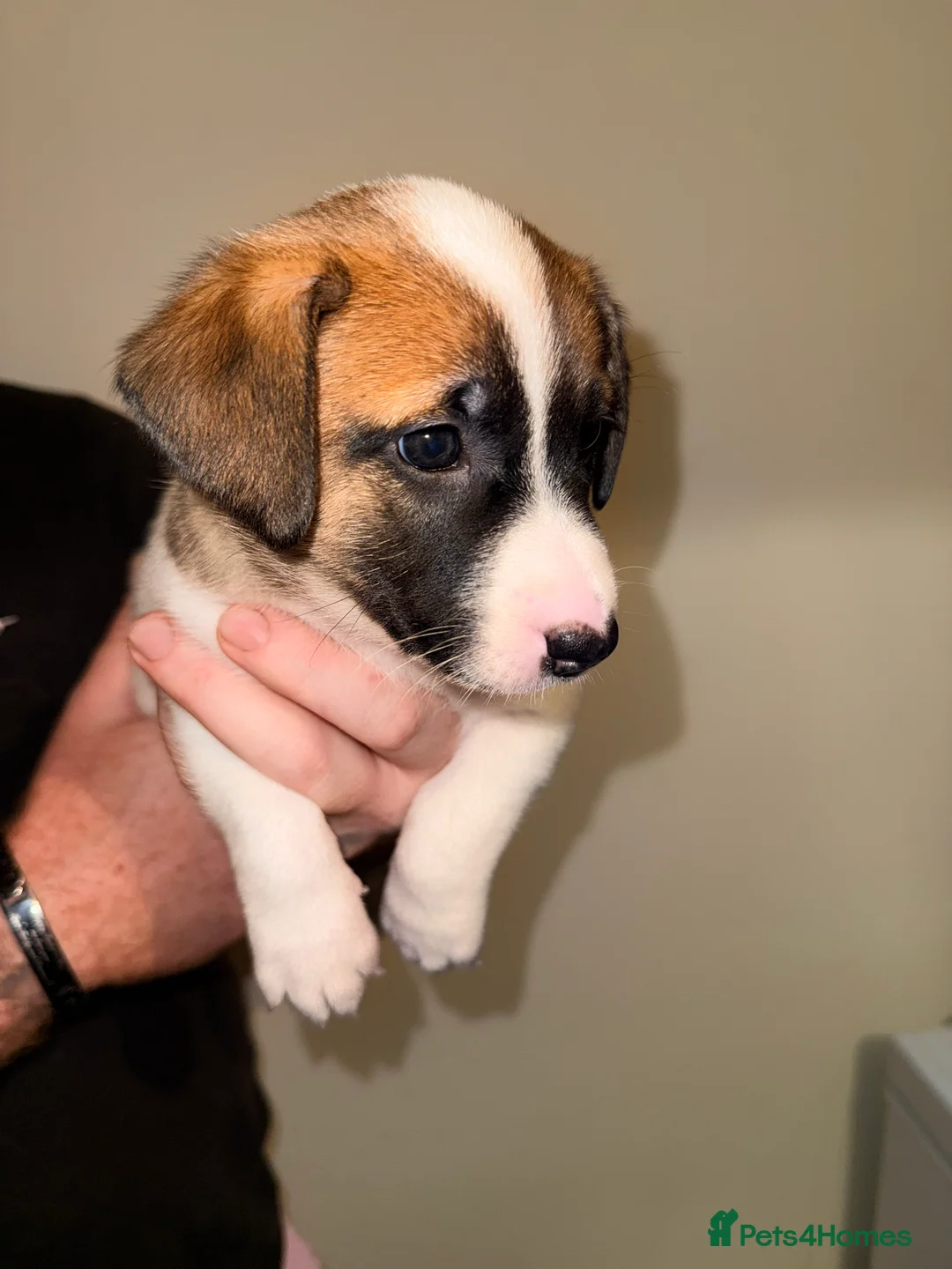 Mixed Breed dogs for sale: German Shepherd x Staffy x Jack Russell puppies  - Advert 6