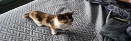 Mixed Breed cats for sale: Tabby kitten  in Willenhall - Advert 5
