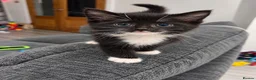 Mixed Breed cats for sale: Tabby x Bombay Kittens  - Advert 6