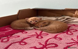 Domestic Shorthair cats for sale: 6 ginger kittens for sale - Image 4