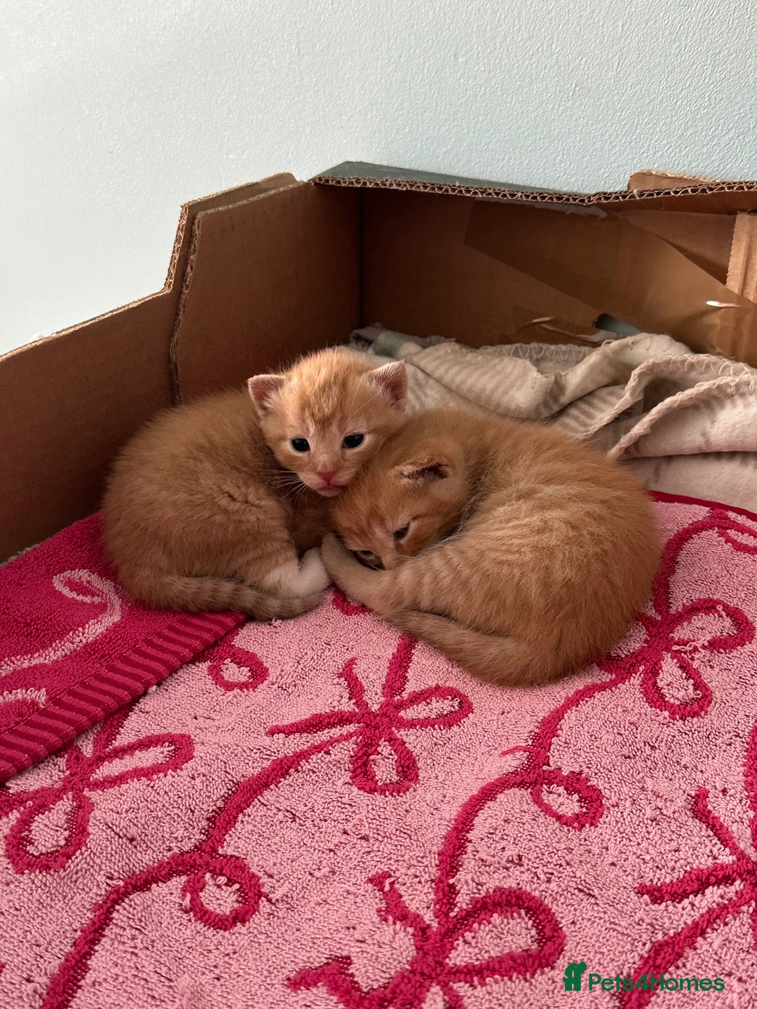 Domestic Shorthair cats for sale: 6 ginger kittens for sale - Image 4