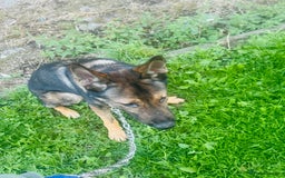 German Shepherd dogs for sale: Zeuss - Image 2