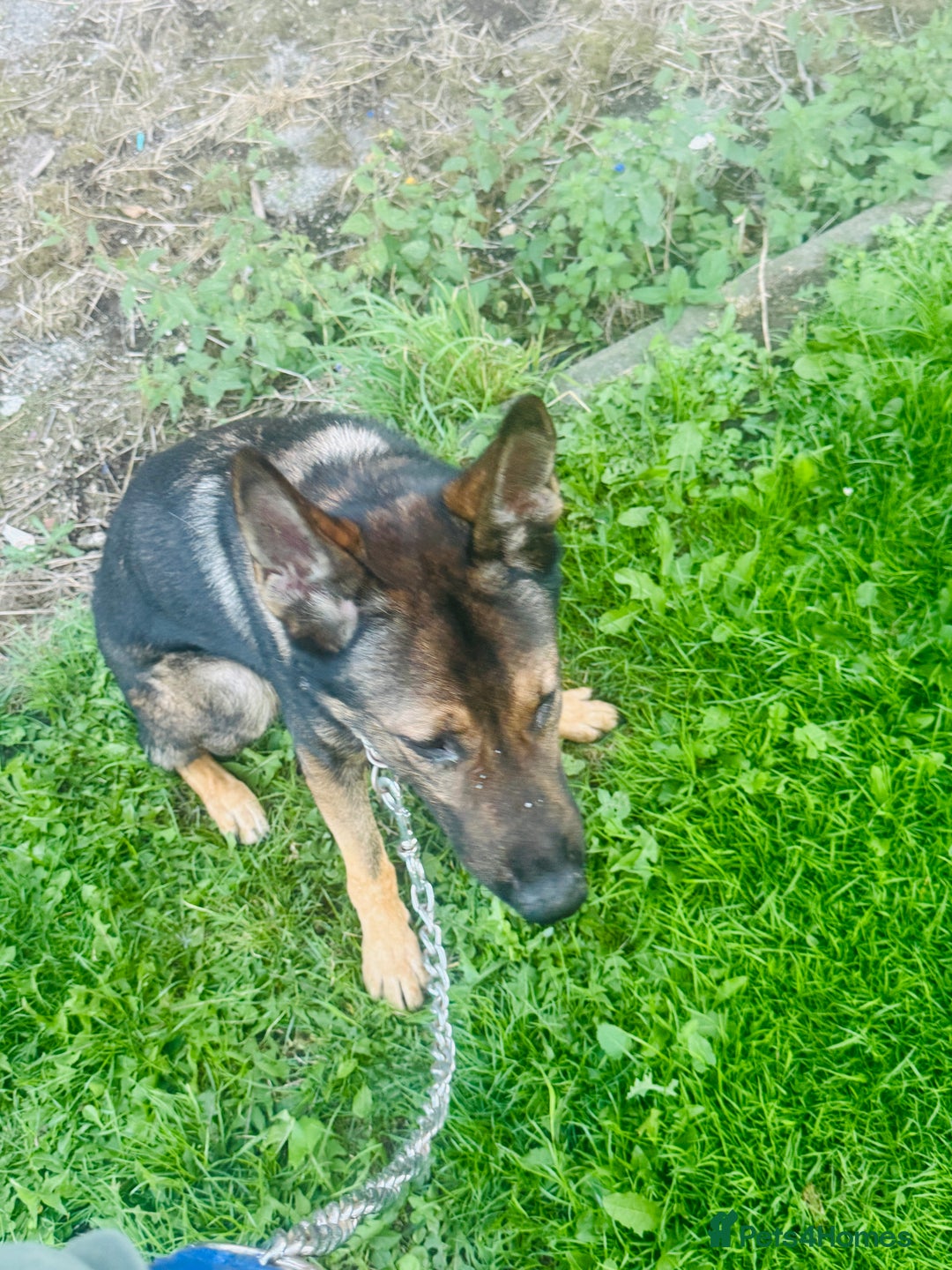 German Shepherd dogs for sale: Zeuss - Image 2
