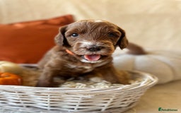 Australian Labradoodle dogs for sale: Pure Multigen Australian Labradoodle Puppies - Image 13