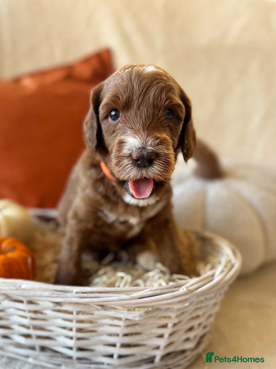 Australian Labradoodle dogs for sale: Pure Multigen Australian Labradoodle Puppies - Image 13