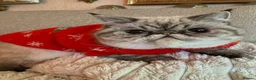 Exotic cats for sale: Exotic Persians - Advert 25