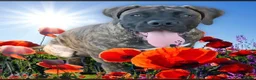 Boerboel dogs for sale: Beautiful boerboel girl available  - Advert 3
