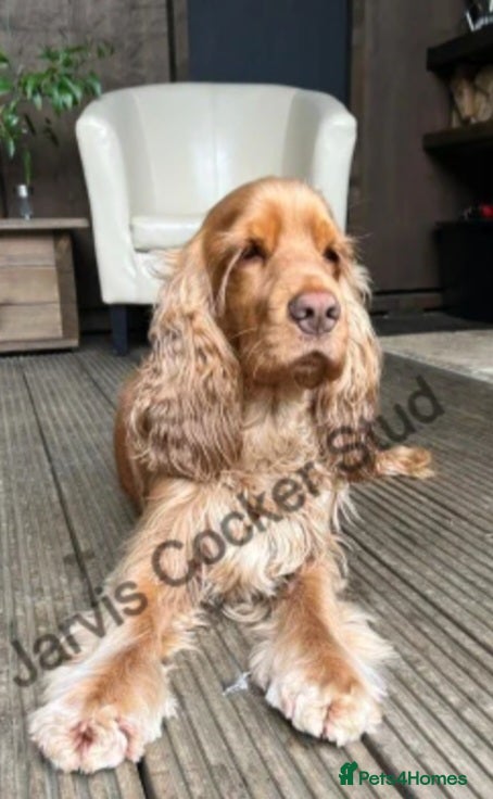Cocker Spaniel dogs 🩷💜 ADORABLE KC HEALTH TESTED PAR SHOW COCKERS - Advert 1