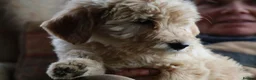 Labradoodle dogs for sale: Beautiful Third-Generation Labradoodle Puppie - Advert 27