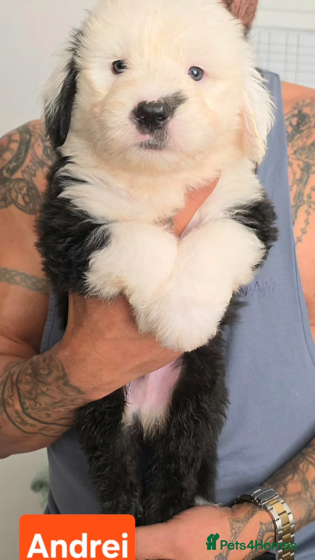 Old English Sheepdog dogs for sale: Stunning OES Puppies  - Advert 3